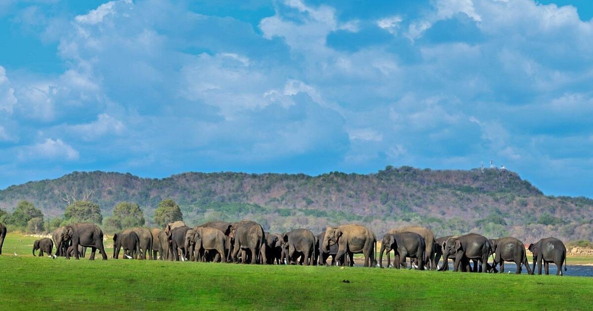 The Elephant Gathering at Minneriya: Sri Lanka�s Wildlife Wonder